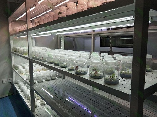 肥东植物组织培养实验室设计建设方案